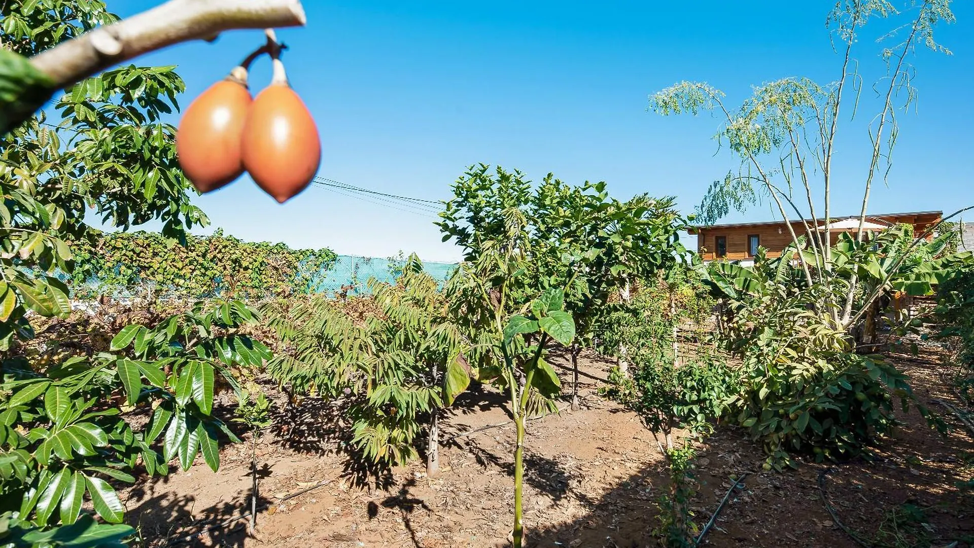 Apartamento Las Vinas 2 Icod De Los Vinos